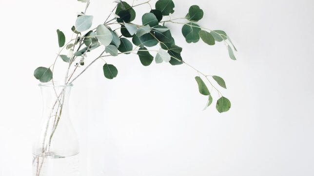 green leaf plant