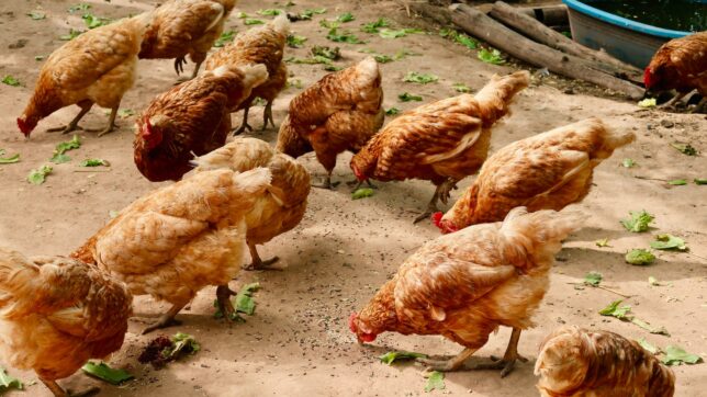 group of hen